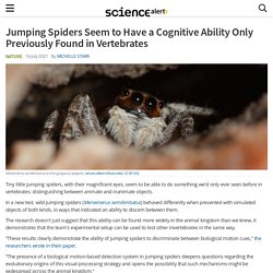 Jumping Spiders Seem to Have a Cognitive Ability Only Previously Found in Vertebrates