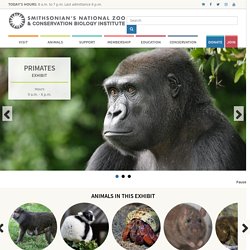 Great Apes and Other Primates