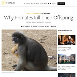 Why Primates Kill Their Offspring