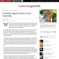Primates expect others to act rationally