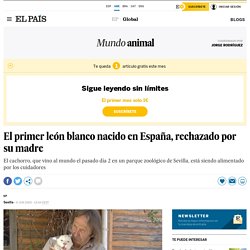 El primer león blanco nacido en España, rechazado por su madre