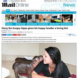 Prince Harry hippo gives his happy handler a loving lick