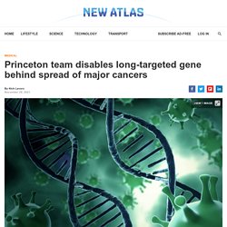 Princeton team disables long-targeted gene behind spread of major cancers