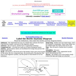 Label Beetle Anatomy Printout