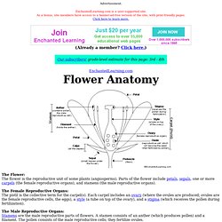 Flower Anatomy Printout