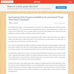 Executive Compensation Programs Private Companies