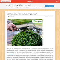 Can you kill a plant from over-pruning?