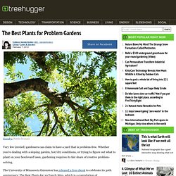 The Best Plants for Problem Gardens