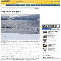 The problem with geese - Vernon News