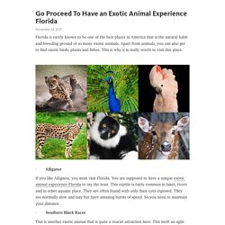 Go Proceed To Have an Exotic Animal Experience Florida