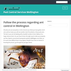 Follow the process regarding ant control in Wellington