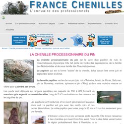 Chenille processionnaire du pin : Biologie, reproduction, cycle de vie et habitat - France chenilles