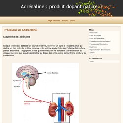 Processus de l'Adrénaline - Adrénaline : produit dopant naturel ?