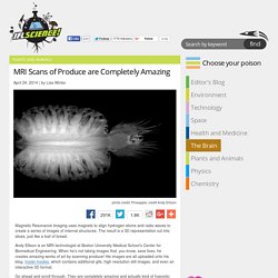 MRI Scans of Produce are Completely Amazing