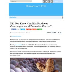 Did You Know Candida Produces Carcinogens and Promotes Cancer?