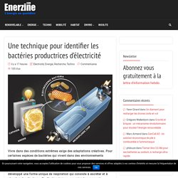 Une technique pour identifier les bactéries productrices d’électricité – Enerzine