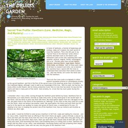 Sacred Tree Profile: Hawthorn (Lore, medicine, magic, and mystery)