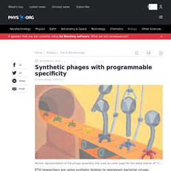 Synthetic phages with programmable specificity