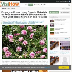 Propagate Roses Using Organic Materials as Root Hormone Which Everyone Has In Their Cupboards: Cinnamon and Potatoes - VisiHow