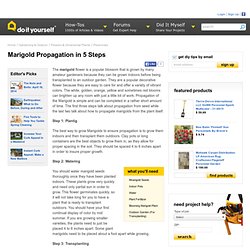 Marigold Propagation in 5 Steps