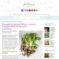 Propagation Of Hyacinths: Tips On Hyacinth Propagation By Seed And Bulbs