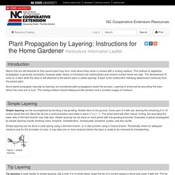 Plant Propagation by Layering: Instructions for the Home Gardener