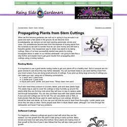 Propagation of Plants by Stem Cuttings - Rainyside.com