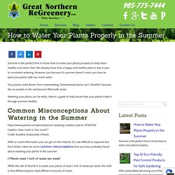 How to Water Your Plants Properly in the Summer