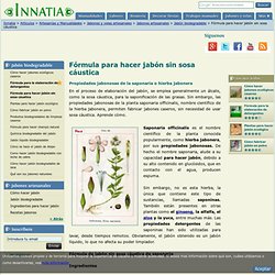 Propiedades de la saponaria officinalis, nombre científico de la hierba jabonera