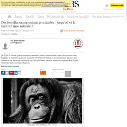 Des femelles orang-outans prostituées : jusqu’où va la maltraitance animale