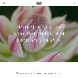 Proteaceae Plants Supplier in Australia