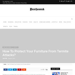 How To Protect Your Furniture From Termite Attacks?