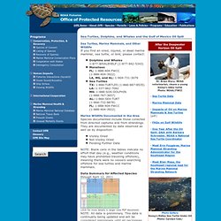 Sea Turtles, Dolphins, and Whales and the Gulf of Mexico Oil Spill - Office of Protected Resources - NOAA Fisheries
