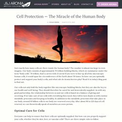 Cell Protection With Aronia - The Miracle of the Human Body