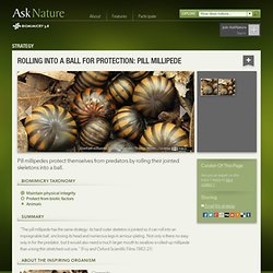 Rolling into a ball for protection: pill millipede