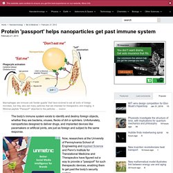 Protein 'passport' helps nanoparticles get past immune system