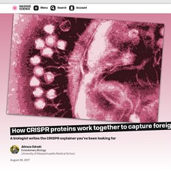 How CRISPR proteins work together to capture foreign DNA