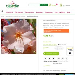 Laurier Rose 'Provence' : grandes fleurs saumon parfumées - Tijardin