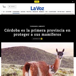 Córdoba es la primera provincia en proteger a sus mamíferos. Soledad Rodriguez