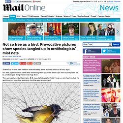 Not so free as a bird: Provocative pictures show species tangled up in ornithologists' mist nets