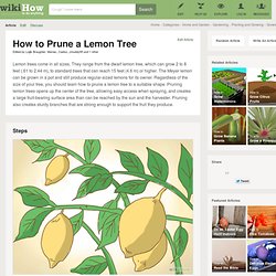 How to Prune a Lemon Tree: 12 steps