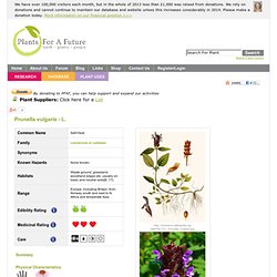 Prunella vulgaris Self-Heal PFAF Plant Database
