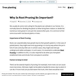 Why Is Root Pruning So Important? – Tree planting