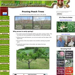 Pruning Peach Trees with Simple Instructions and Pictures