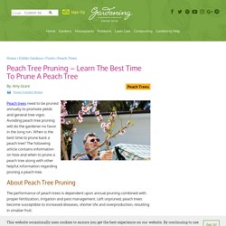 Pruning A Peach Tree: Learn How And When To Prune Back Peach Trees