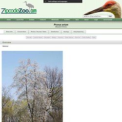 Prunus avium dit Cerisier des oiseaux / Merisier