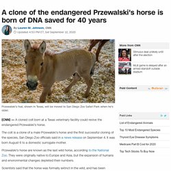 Przewalski's horse: Cloned colt could help preserve this endangered animal