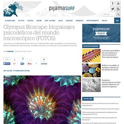 Olympus Bioscape: biopaisajes psicodélicos del mundo microscópico (FOTOS
