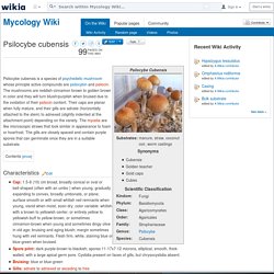 Psilocybe cubensis - Mycology Wiki