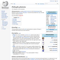 Psilocybe plutonia